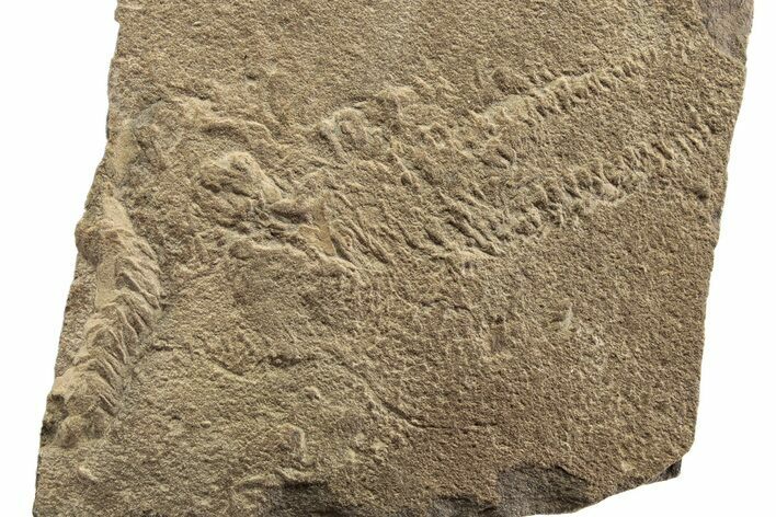 Cruziana (Fossil Trilobite Trackway) - Morocco #251780